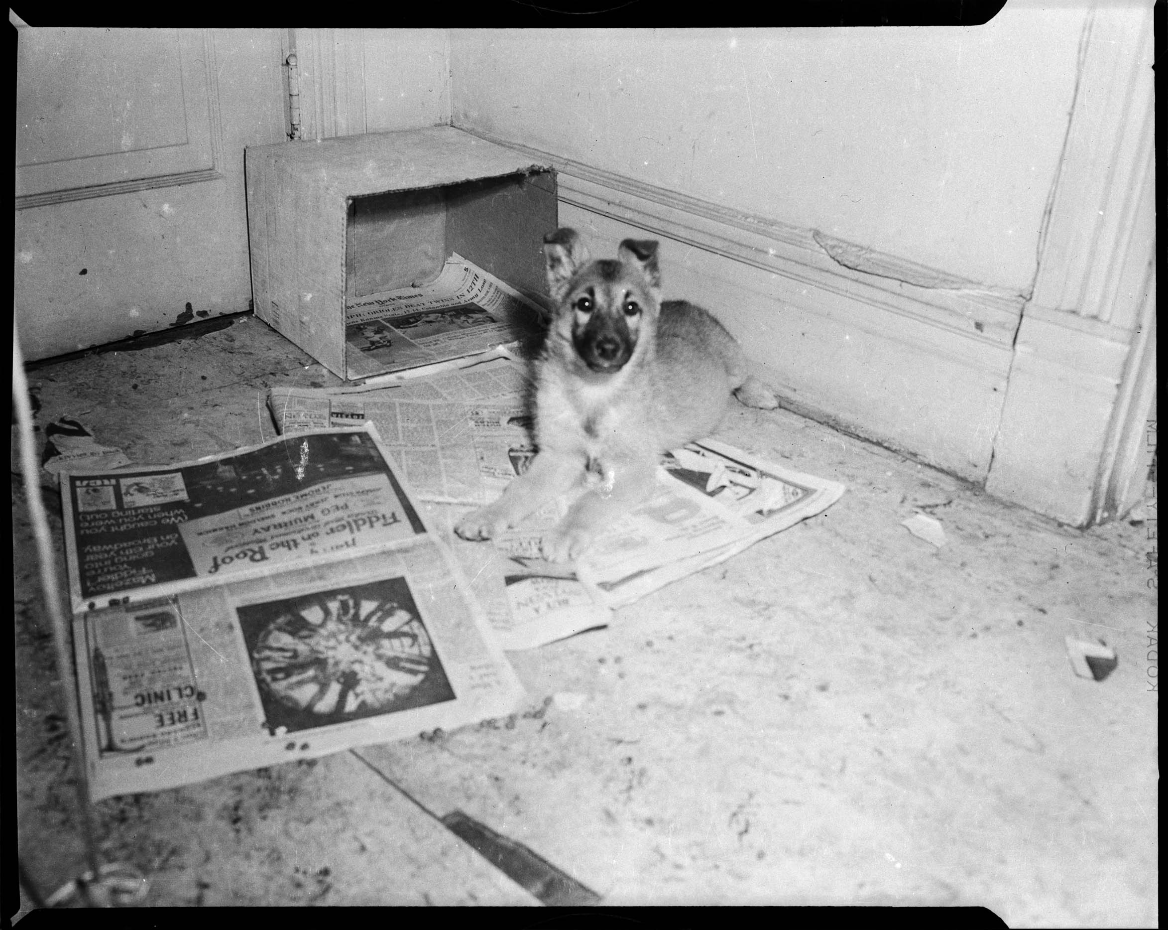 Two Headed Dog Museum